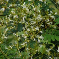 Falcataria falcata (L.) Greuter & R.Rankin